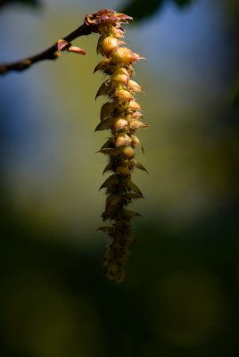Carpinus betulus 'Quercifolia' - habr obecný - samčí jehněda